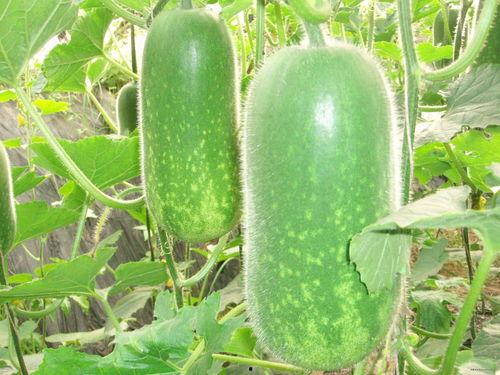 热门大瓜汇总 暗黑爆料在线吃,热门大瓜汇总，在线吃瓜狂欢来袭！